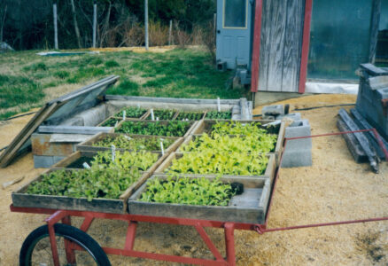 Lettuce transplants on flats in flat cart